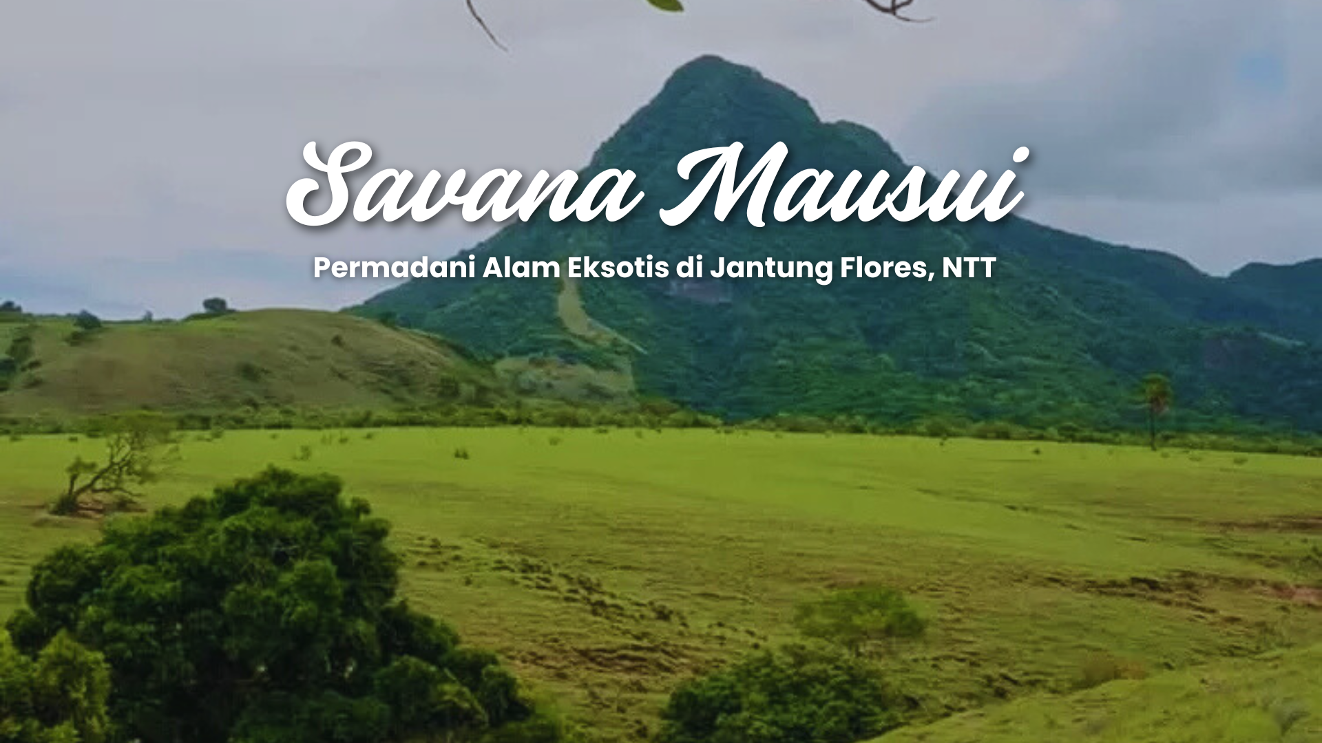 savana-mausui