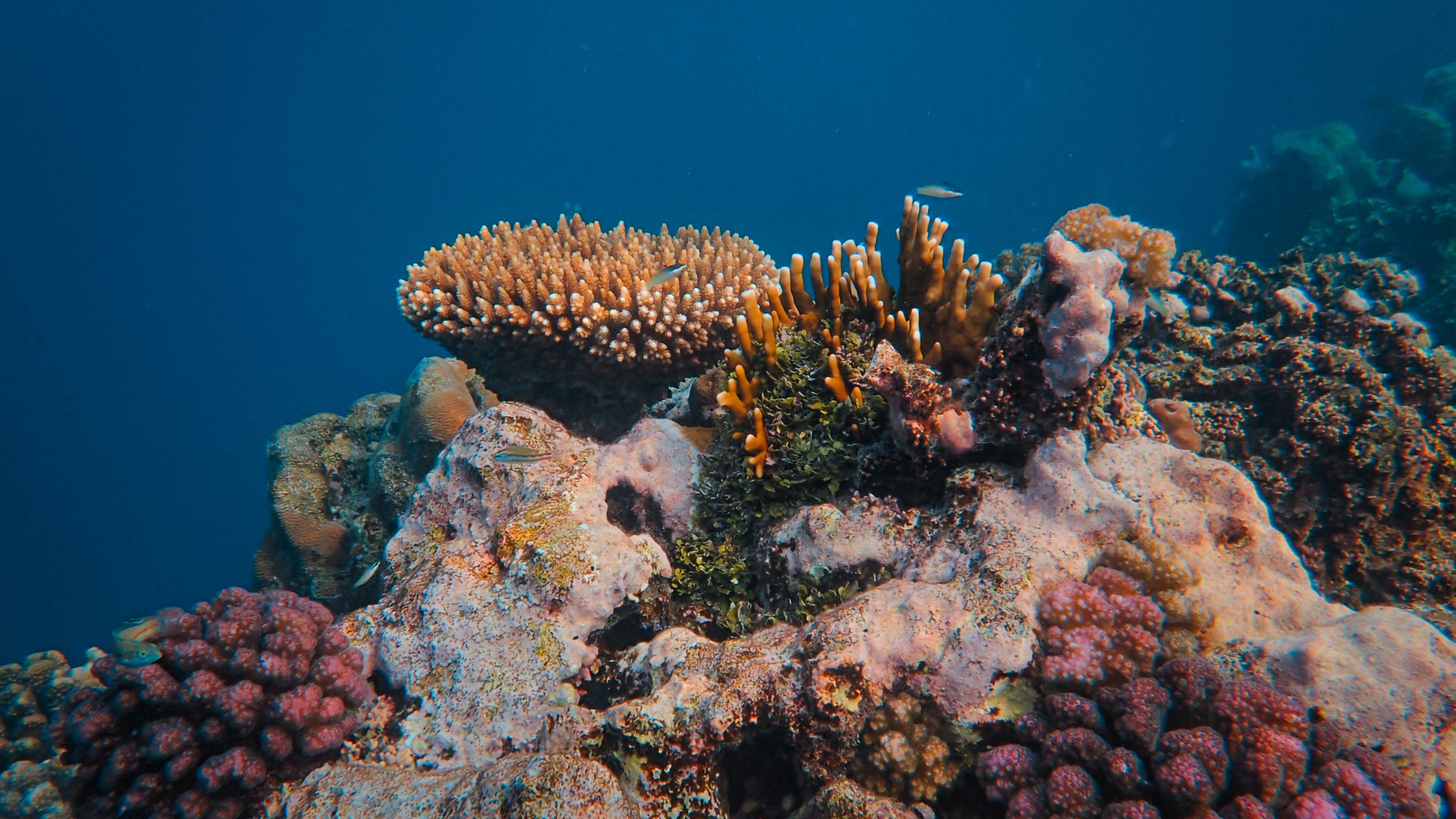 terumbu-karang