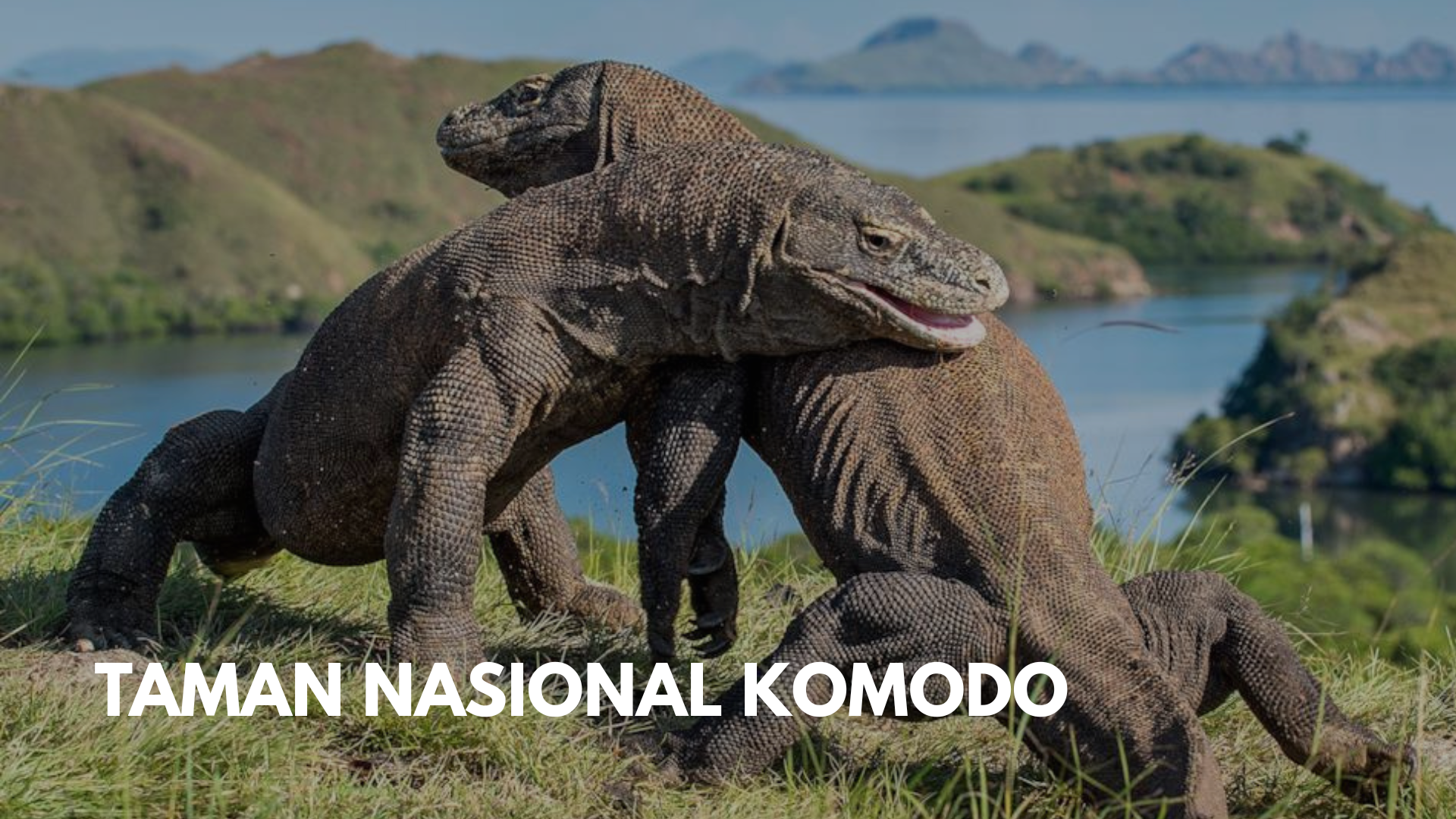 tamna-nasional-komodo